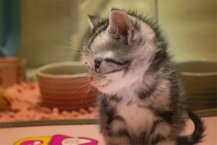 宠物展示柜用哪种转舌锁好？